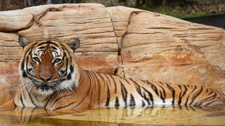 Harimau Malaya Mati Tragis, Negara Murka!