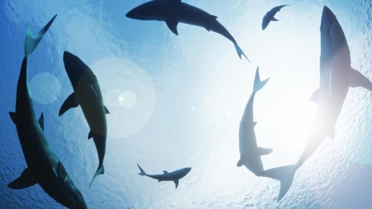 Pantai Australia Berdarah Turis Swiss Tewas Mengenaskan