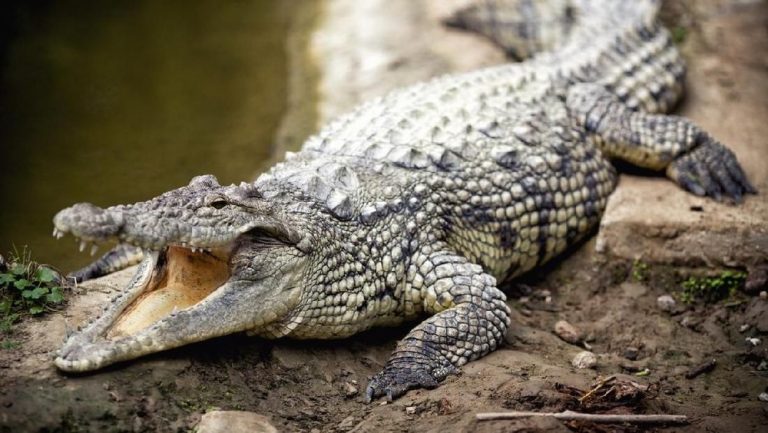 Israel Lenyapkan Ratusan Buaya: Ancaman Teror atau Pembantaian Hewan?