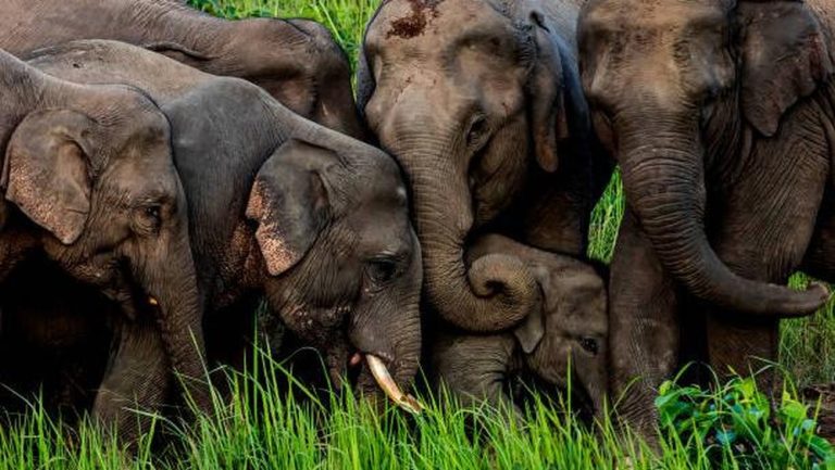 Gajah Gajah Tewas di Rel Kereta India