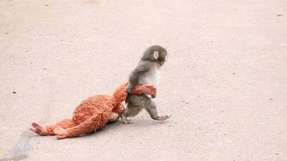 Misteri Ikatan Monyet Punch dan Boneka Oragutan