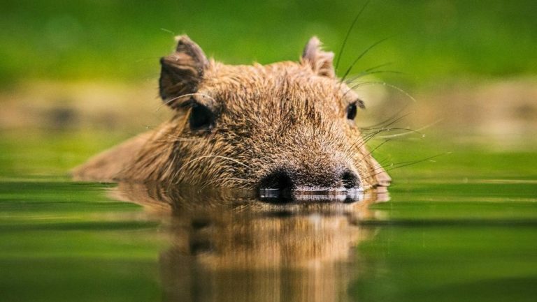 Kekejaman Tak Terpikirkan Kapibara Jadi Korban