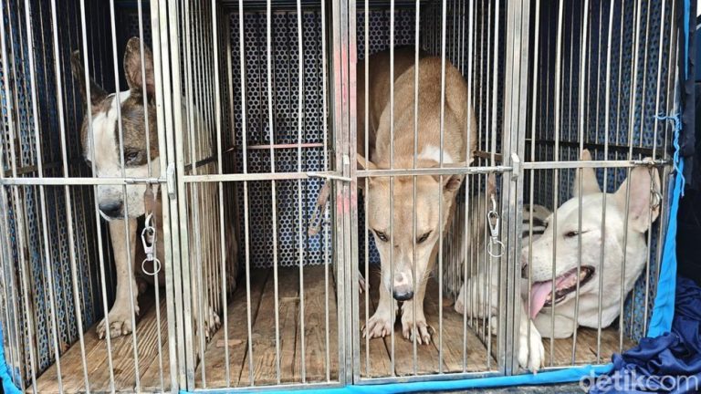 Anjing Pemburu Mati Pemilik Terancam Penjara