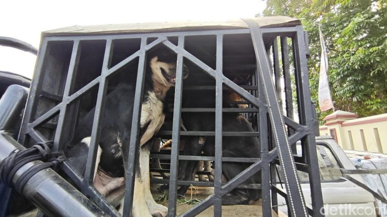 Tragedi Jasinga Bocah 9 Tahun Diserang Anjing