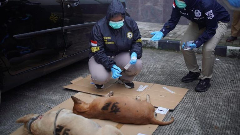 Kematian Anjing Penyerang Bocah Akhirnya Terungkap Kematian Anjing Penyerang Bocah Akhirnya Terungkap