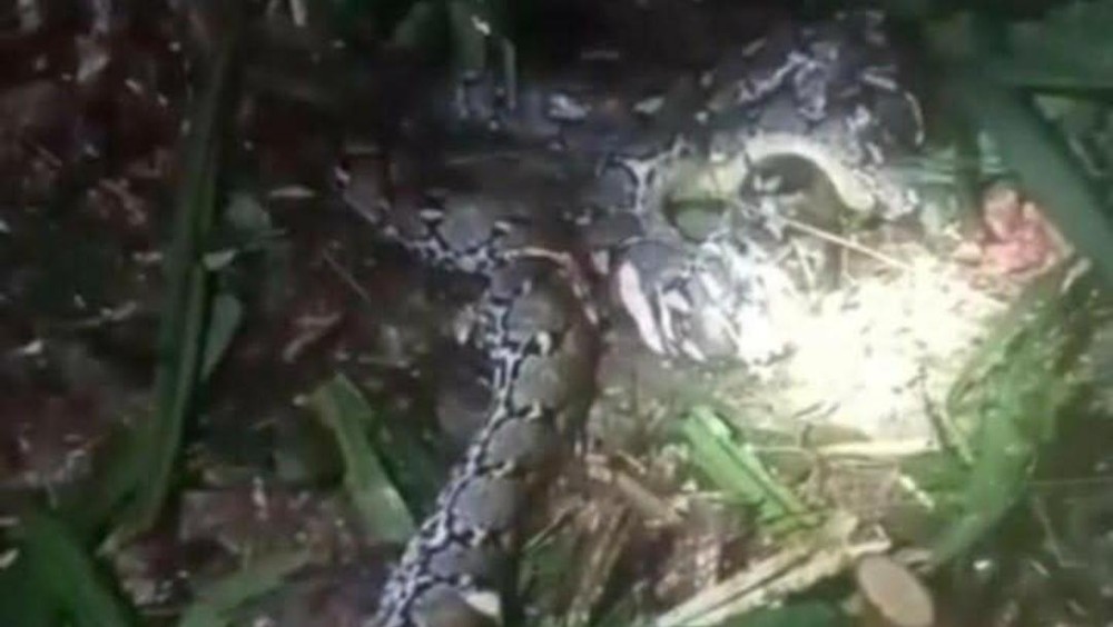 Suami Temukan Istri di Perut Ular Raksasa