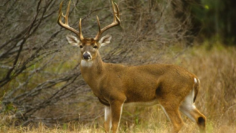 Rusa Kalibata Bikin Geger Jalanan Ibu Kota