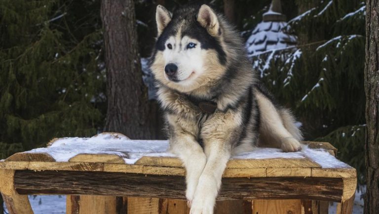 Anjing Husky Dibacok di Bekasi Jejak Pelaku Terendus Anjing Husky Dibacok di Bekasi Jejak Pelaku Terendus