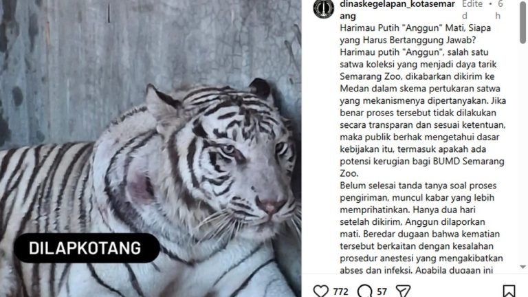Harimau Putih Semarang Mati Menguak Fakta Mengejutkan
