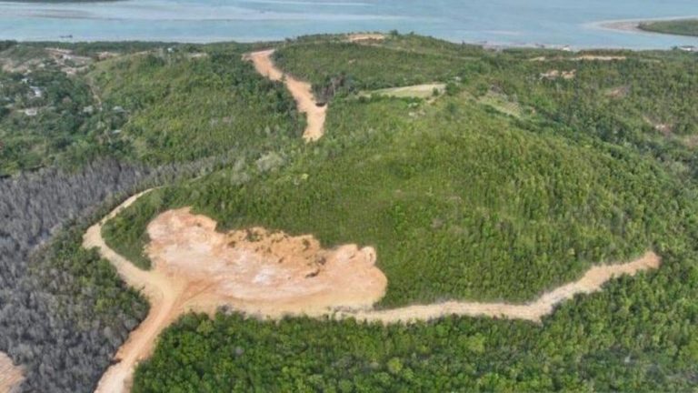 Perusahaan Besar Terjerat Hutan Lindung Batam Ancaman Bui Menanti