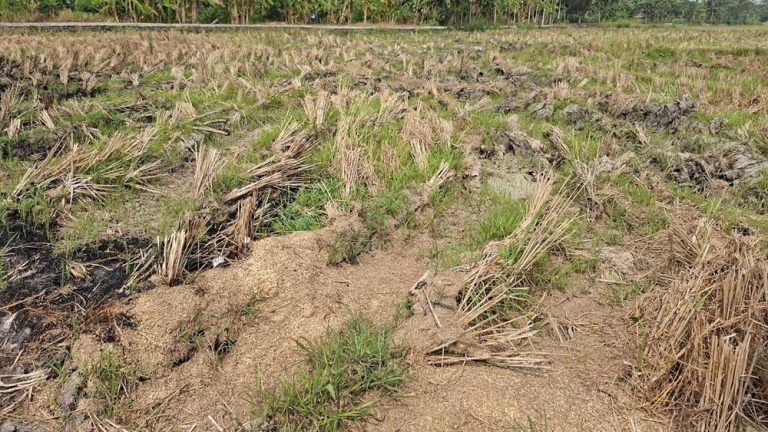 Petani Serang Hadapi Ancaman Nyata Petani Serang Hadapi Ancaman Nyata