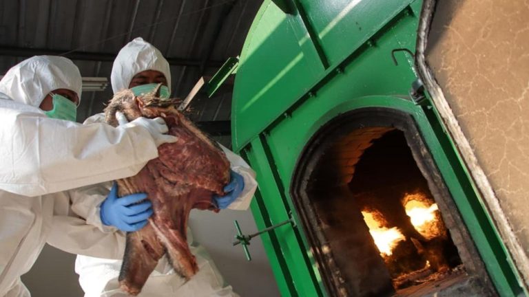 Merak Geger Penyelundupan Daging Ilegal