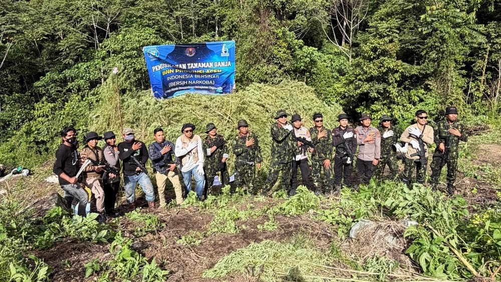 Ladang Ganja Raksasa di Aceh Akhirnya Musnah