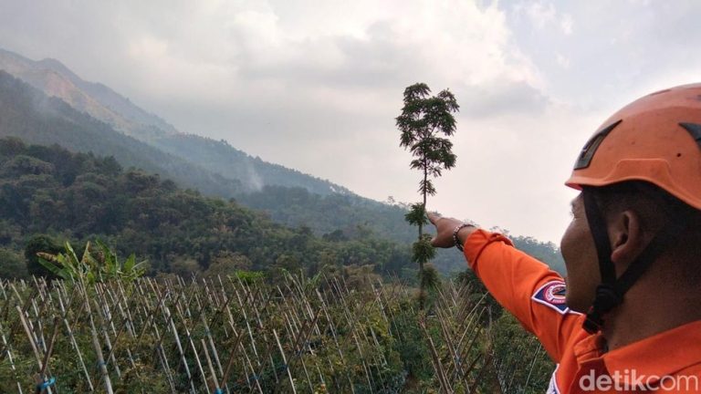 Andong Terbakar Lahan Luas Ludes Andong Terbakar Lahan Luas Ludes