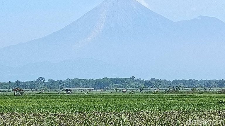 Semeru Menggeliat Dua Kali Pagi Ini
