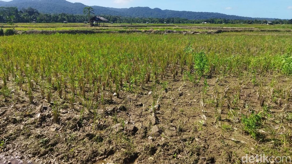 Ancaman Kekeringan Landa Sawah Pandeglang