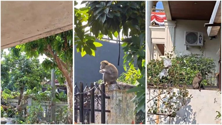 Monyet Liar Serbu Permukiman Warga Ada Apa di Bandar Lampung