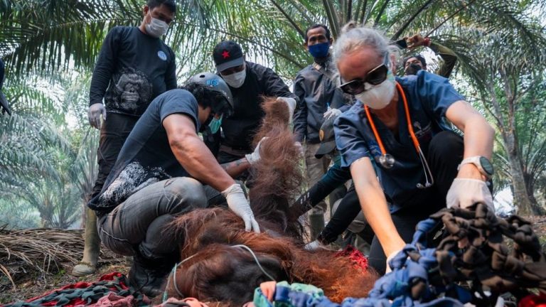 Terungkap Kondisi Orangutan Korban Asap Ketapang Terungkap Kondisi Orangutan Korban Asap Ketapang