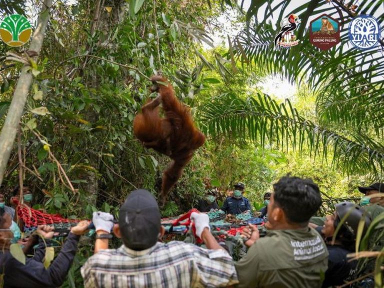 Kisah Pilu Tiga Orangutan Terjebak Kobaran Api