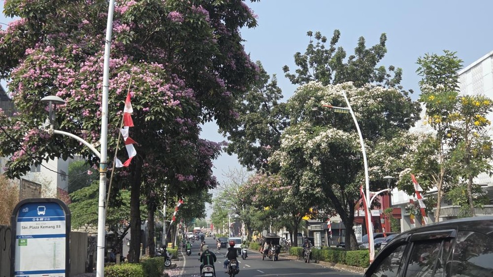 Kemang Mendadak Jepang Warga Heboh Berburu Foto