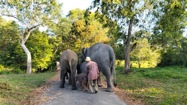 Api Mengancam Gajah Way Kambas Aman Api Mengancam Gajah Way Kambas Aman