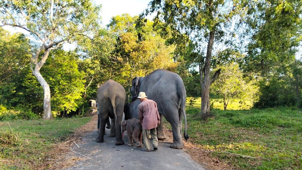 Api Mengancam Gajah Way Kambas Aman