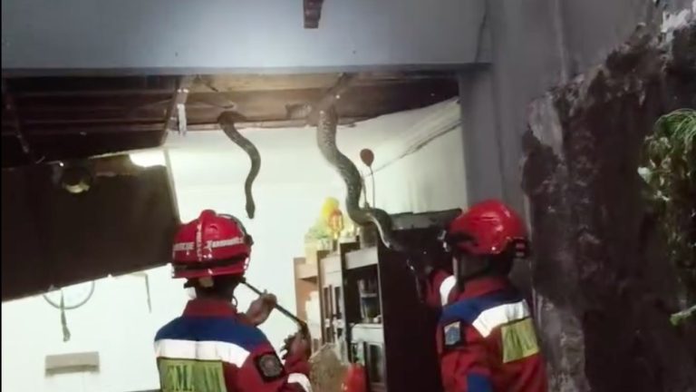 Tiga Tamu Tak Diundang Gegerkan Jagakarsa Tiga Tamu Tak Diundang Gegerkan Jagakarsa
