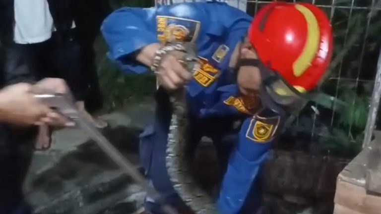 Kaget Bukan Main Ular Sanca Nongol di Plafon Rumah Kaget Bukan Main Ular Sanca Nongol di Plafon Rumah