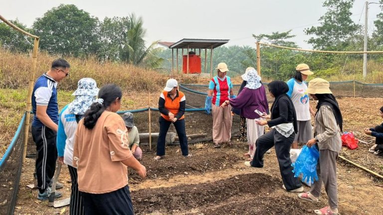 Sulap Lahan Tandus Jadi Kebun Sayur Subur Sulap Lahan Tandus Jadi Kebun Sayur Subur