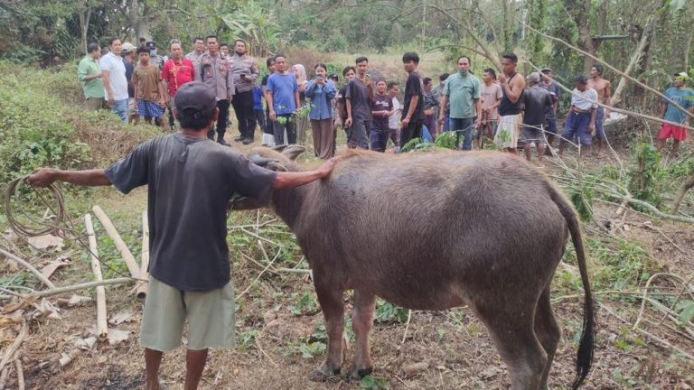 Ajaib Kerbau Selamat dari Sumur Ajaib Kerbau Selamat dari Sumur