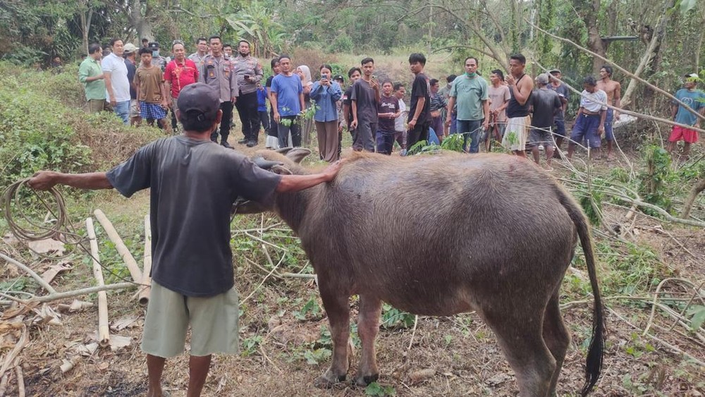 Ajaib Kerbau Selamat dari Sumur