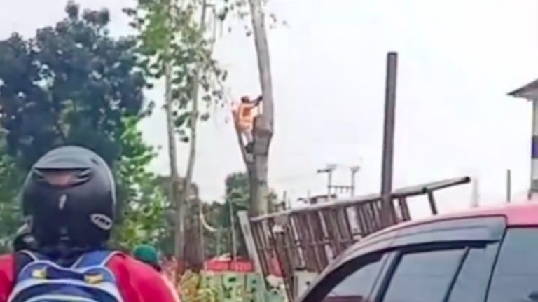 Penebang Pohon Terpental Warga Histeris Depok Penebang Pohon Terpental Warga Histeris Depok