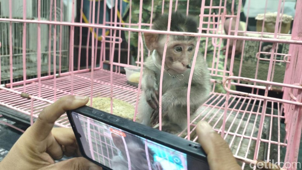 Koper Penumpang Simpan Rahasia Mengejutkan