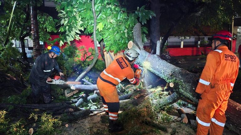 Hujan Angin Meneror Bogor Tiga Pohon Raksasa Tumbang