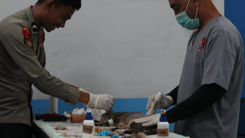 Upaya Kendalikan Populasi Kucing di Jakarta