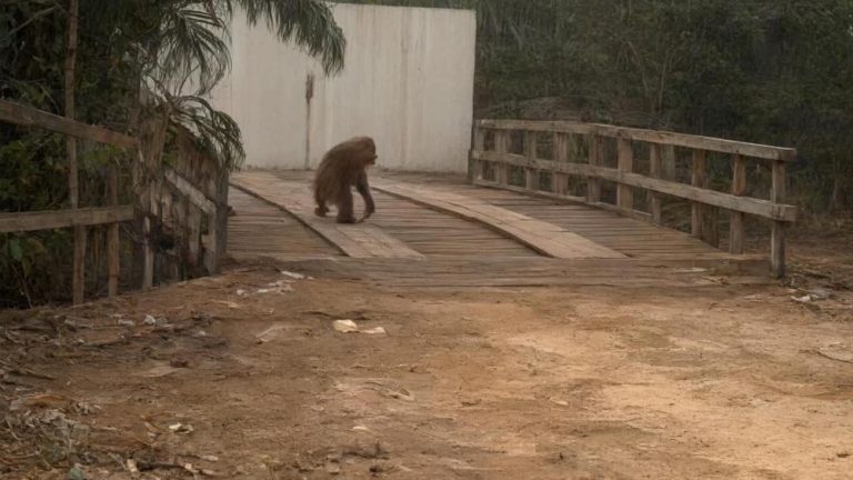 Orang Utan Kelaparan Masuk Jalan Raya Orang Utan Kelaparan Masuk Jalan Raya