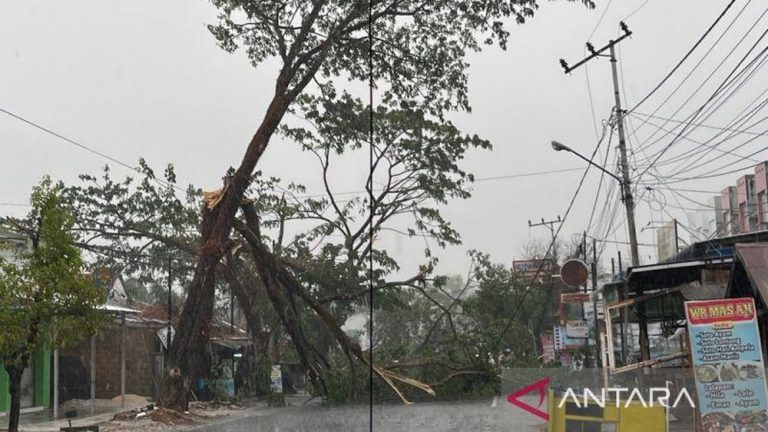 Hujan Deras Guyur Banjarbaru Pohon Tumbang
