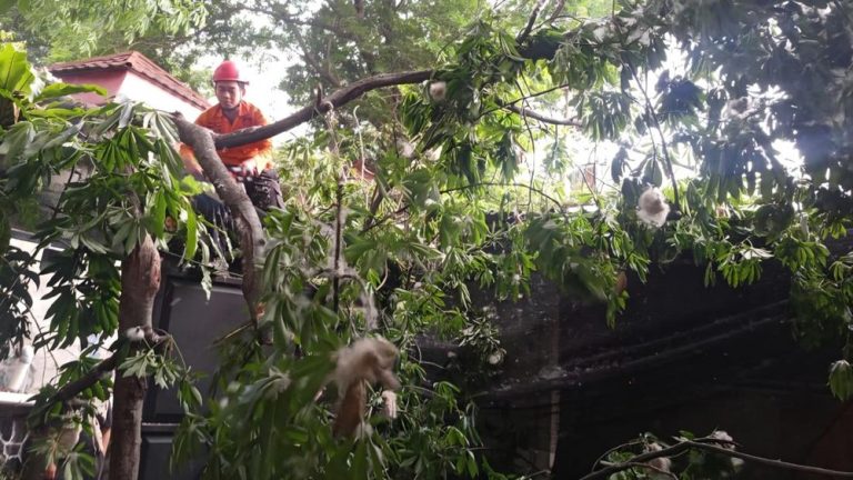 Angin Kencang Tumbangkan Pohon di Bogor