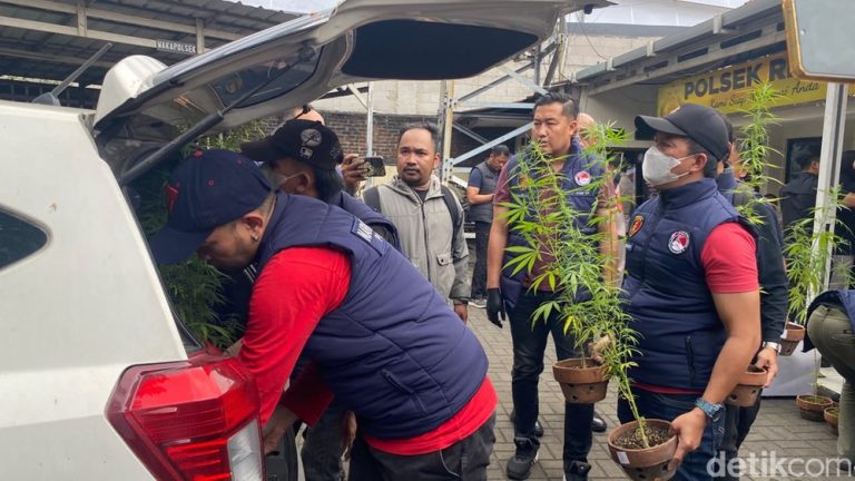 Rahasia Rooftop Bandung Berisi Ganja Rahasia Rooftop Bandung Berisi Ganja